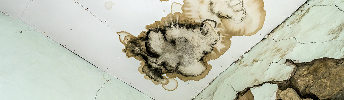 UK&I Damp, mould and Awaab's law: managing risk, compliance and professional responsibility webinar
