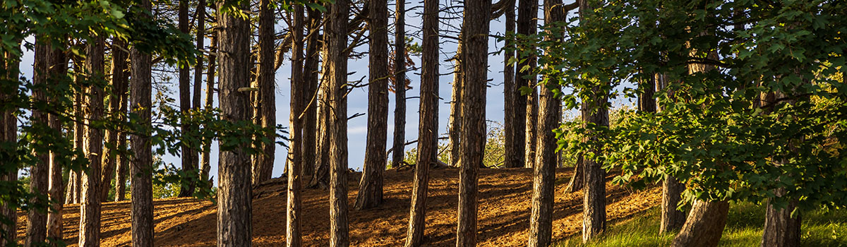 UK&I Productive woodlands: creating, managing and maximising value webinar
